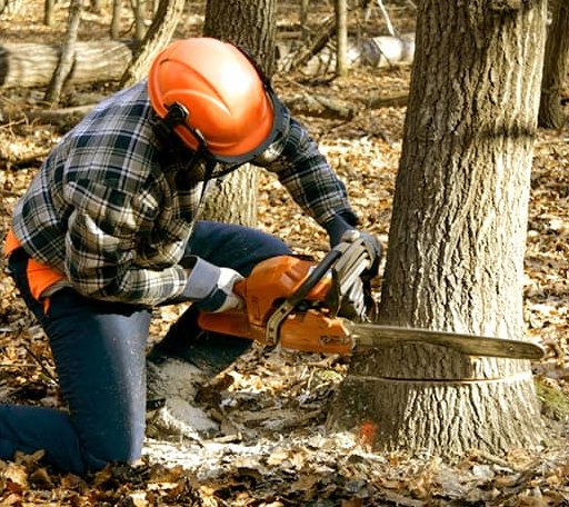 Tree Removal in White Oak, GA